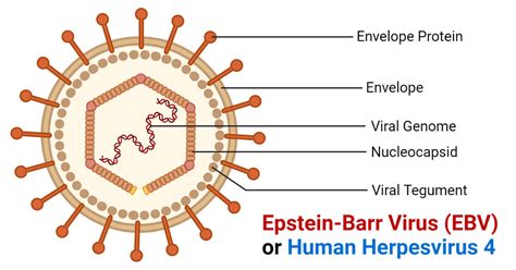 epstein-barr virus ebv